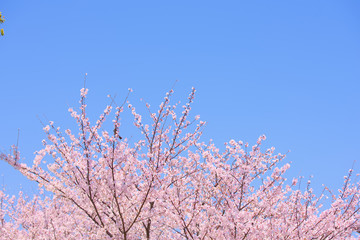 桜と青空