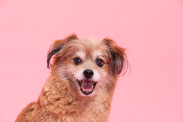 Mix breed happy dog smile and cheerful on pink background,Happiness dog Concept