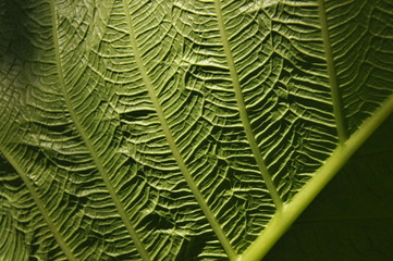 Leaves of tropical plants growing in the jungle. Details of the innervation of the leaf blade. Nerves and connections of green elements. Carbon absorption and oxygen production.