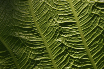 Fototapeta premium Leaves of tropical plants growing in the jungle. Details of the innervation of the leaf blade. Nerves and connections of green elements. Carbon absorption and oxygen production.
