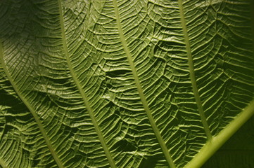 Leaves of tropical plants growing in the jungle. Details of the innervation of the leaf blade. Nerves and connections of green elements. Carbon absorption and oxygen production.