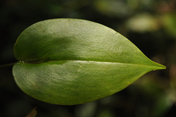 Leaves of tropical plants growing in the jungle. Details of the innervation of the leaf blade. Nerves and connections of green elements. Carbon absorption and oxygen production.