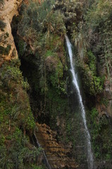 Fototapeta na wymiar A green oasis with a waterfall and lakes in the Ein Gedi National Park in Israel on the Dead Sea