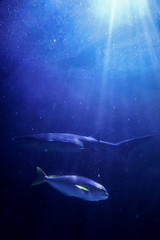 Shark looking for prey inder the watter light rays