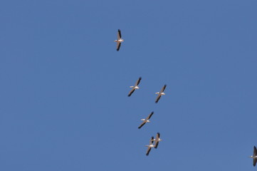 A large herd of the great white pelican circling the blue sky in warm and sunny Israel on the Red Sea, near Eilat.
