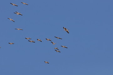 A large herd of the great white pelican circling the blue sky in warm and sunny Israel on the Red...