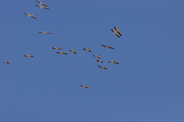 A large herd of the great white pelican circling the blue sky in warm and sunny Israel on the Red Sea, near Eilat.