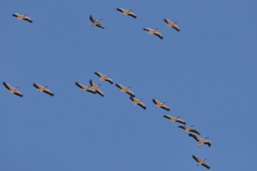 A large herd of the great white pelican circling the blue sky in warm and sunny Israel on the Red Sea, near Eilat.