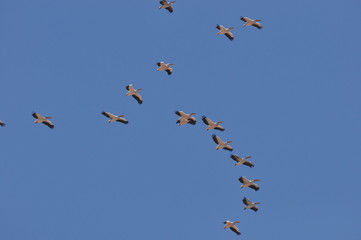 A large herd of the great white pelican circling the blue sky in warm and sunny Israel on the Red Sea, near Eilat.