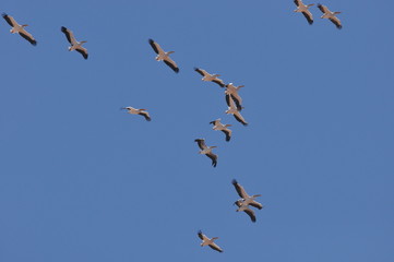 A large herd of the great white pelican circling the blue sky in warm and sunny Israel on the Red...