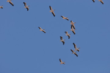 A large herd of the great white pelican circling the blue sky in warm and sunny Israel on the Red Sea, near Eilat.