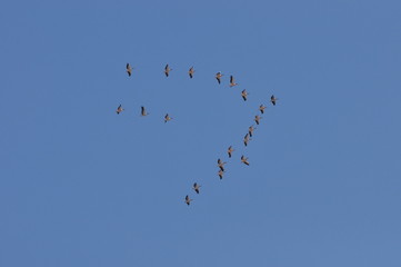 Naklejka na ściany i meble A large herd of the great white pelican circling the blue sky in warm and sunny Israel on the Red Sea, near Eilat.
