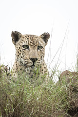Male leopard on termite mount