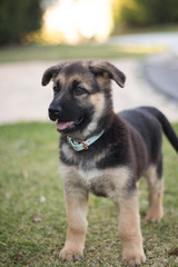 german shepherd puppy on grass