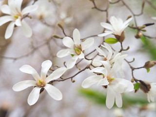Obraz premium コブシの花
