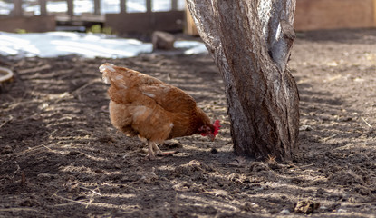 Chickens walk freely in the spring in the backyard.