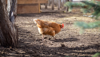 Chickens walk freely in the spring in the backyard.