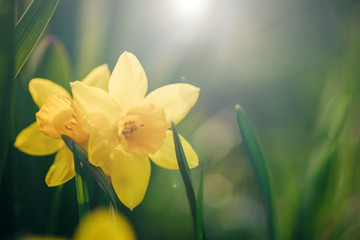 Beautiful yellow spring narcissus flowers on a green lawn in sunlight. Easter scenery. - obrazy, fototapety, plakaty