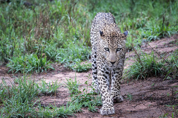 Stunning looking male leopard