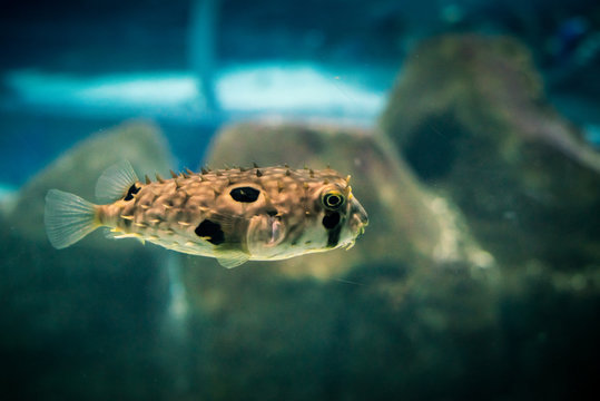 thorn puffer fish with blurred background