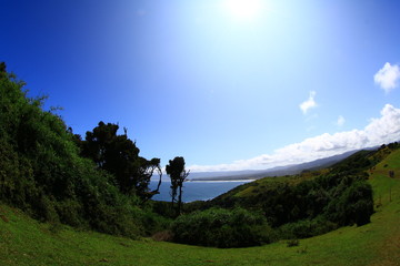&Aacute;rboles con viento en la naturaleza