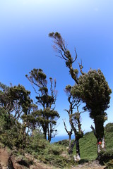 Árboles con viento en la naturaleza