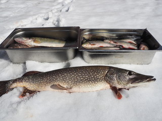 Freshly caught pike on winter fishing.River fish.