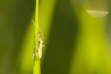 Insect and morning dew drops on gren grass . close up
