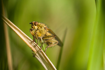 insect on the grass. macro shot. Springtime