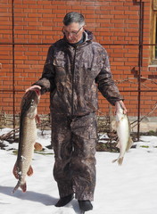 Naklejka premium Winter fishing. Fisherman with fish caught in the winter in the snow. Large river fish.Copy space.