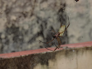 araña