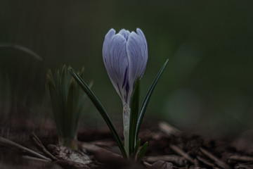 Obraz premium crocus on a white background