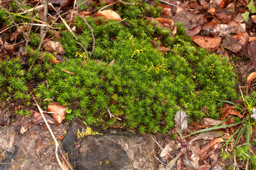 a moss cushion on forest floor with dry leaves