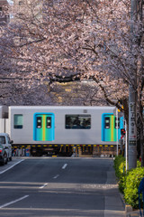 桜並木の下、踏切を通過する鉄道
