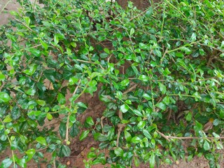 Plants