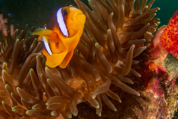 Naklejka na ściany i meble Clownfish or Anemonefish tropical fish in anemone 