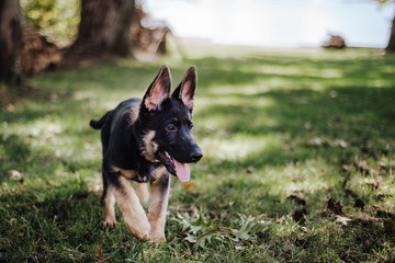 German Shepard Puppy