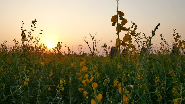 Yellow sunn hemp flowers field swaying in the wind with beautiful sunset background in slow motion. Ecosystem, nature, environment, relaxation, lifestyle and seasonal concepts.