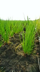 Obraz premium shallot plants in the fields