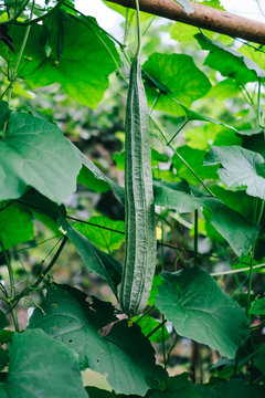 Zucchini Vegetables in the rain