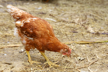 The road island red hen in nature farm garden at thailand