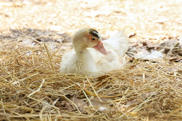 White goose sit down and rest at nature farm garden at thailand