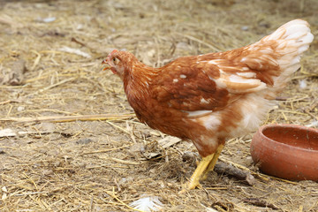 The road island red hen in nature farm garden at thailand