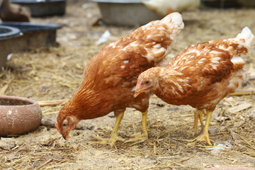 The road island red hen in nature farm garden at thailand