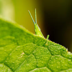 Green Grass Pyrgomorph also known as Atractomorpha similis
