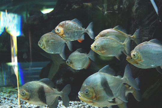 Herd of silver dollar fish "Metynnis" in dark aquarium with blurry water