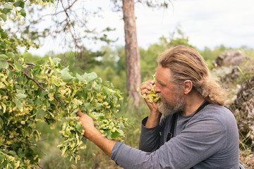 Obraz premium Harvesting, bearded man takes, cuts off linden inflorescences from tree branch. Linden flowers medicinal plant for colds