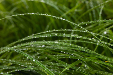 Transparent drops of water dew on fresh green grass in morning. Spring nature background with copy space