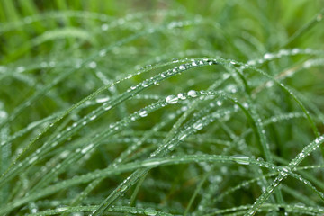 Close view of multiple dewdrops on fresh green grass. Selexted focus. Beauty and magic of nature. Shine like diamonds. Love and protect nature