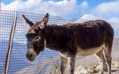 Fototapeta premium A Curious Donkey at Nako, Himachal Pradesh, India